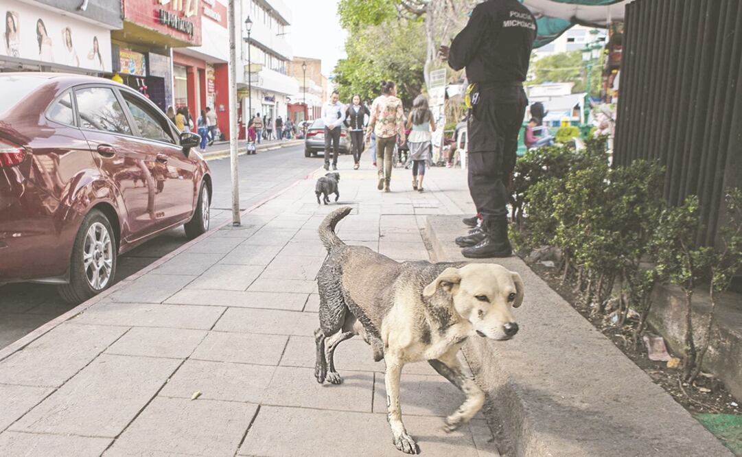 Las redadas se hacen de noche, porque en el día los vecinos se lanzarían contra las autoridades ante las prácticas brutales contra los canes, dicen testigos. Fotos: RODOLFO AYALA