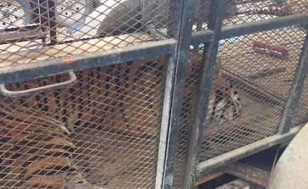 Profepa asegura a tigre que atacó a cuidador en NL