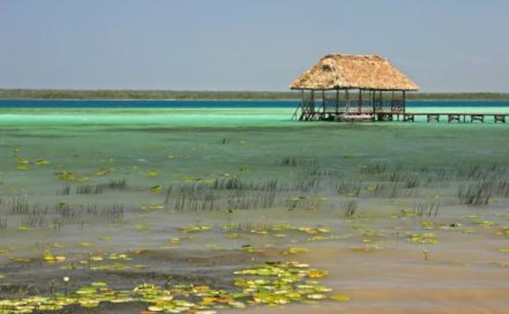 Curiosidades del manatí, nuestra especie está en peligro