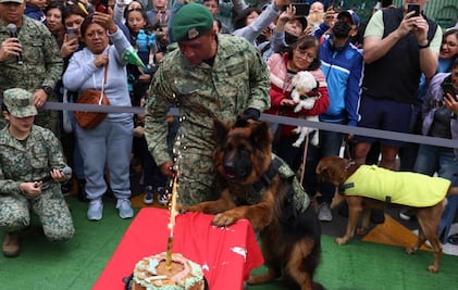 Arkadas, el pastor Alemán que donó Turquía a México, cumple un año con fiesta  en Campo Marte