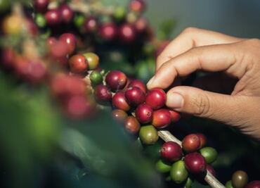Starbucks supports Mexican coffee farmers