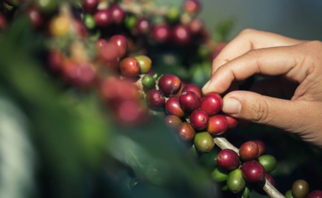The fungus called roya does not allow photosynthesis in coffee plants and they cannot ripen – Photo: File Photo/EL UNIVERSAL