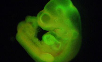 Desarrollan técnica para conocer salud de los embriones