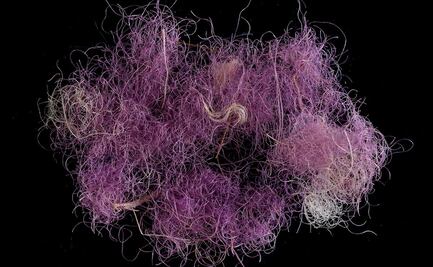 Encuentran tejidos púrpura de la época del reinado de David y Salomón en Israel