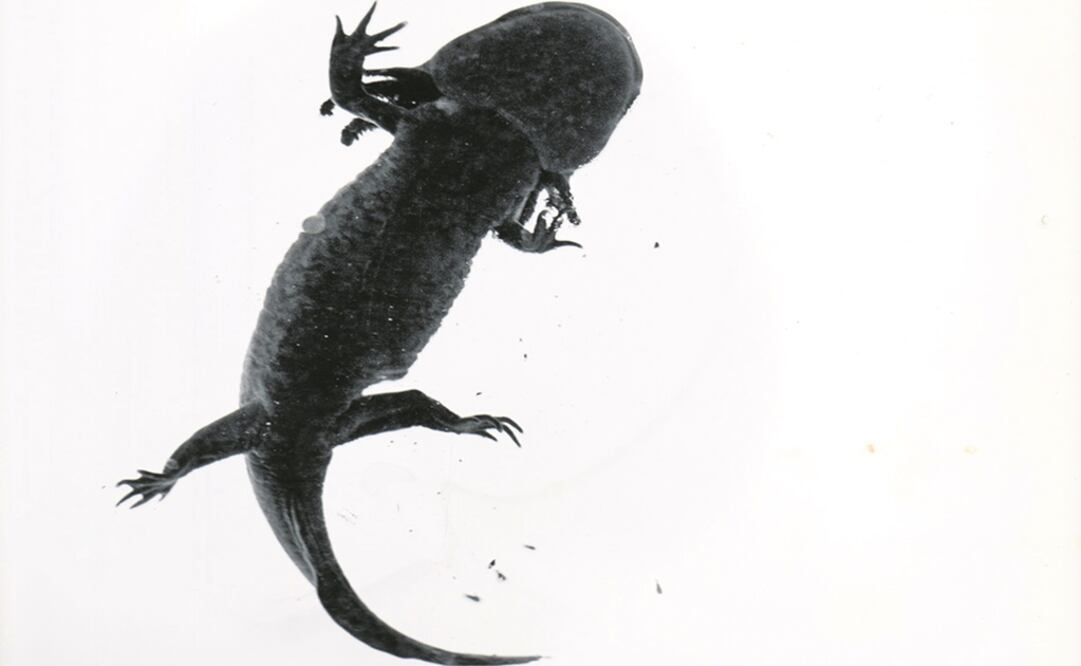 A propósito de los ajolotes II