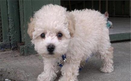 Detienen a mujer por maltratar un cachorro