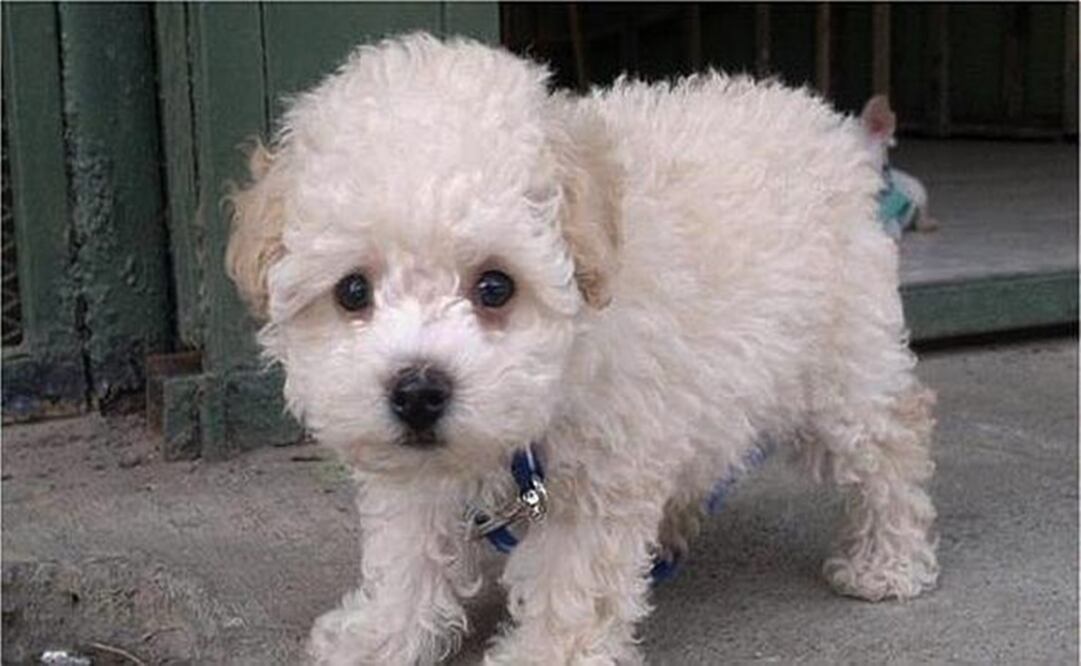 Foto: Archivo/ EL UNIVERSAL