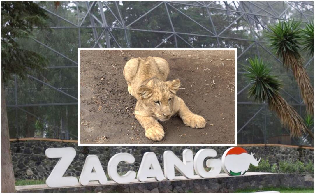 Zoológico de Zacango. Foto: Especial