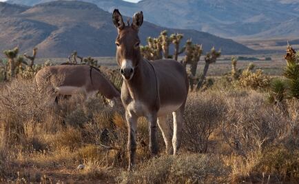 Congreso de Nuevo León prohíbe uso de animales de tiro y carga en zonas urbanas