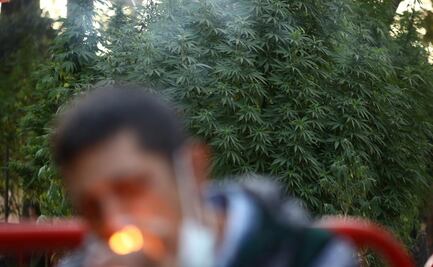 Senado aprueba despenalizar consumo de marihuana; pasa a San Lázaro