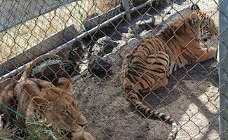 Rescatan a tigre de bengala y leona africana en Michoacán; fueron abandonados en una jaula