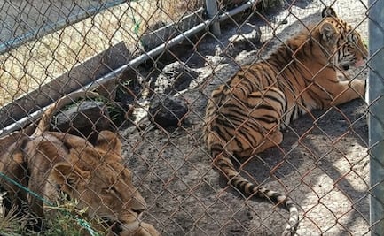 Rescatan a tigre de bengala y leona africana en Michoacán; fueron abandonados en una jaula