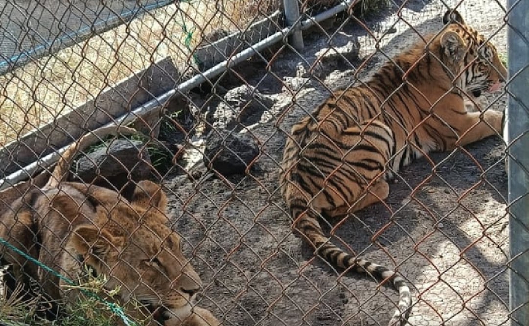 FGR, Profepa y Ejercito Nacional rescatan a un tigre de bengala y una leona africana en Michoacán (07/02/2026) Foto: Especiales.