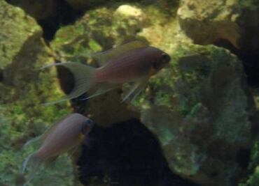 Hay peces que se comunican a través de la orina