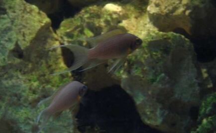 Hay peces que se comunican a través de la orina