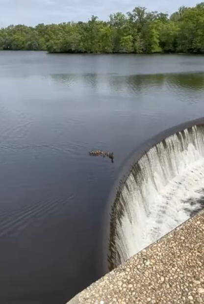 Fuente: Captura de video