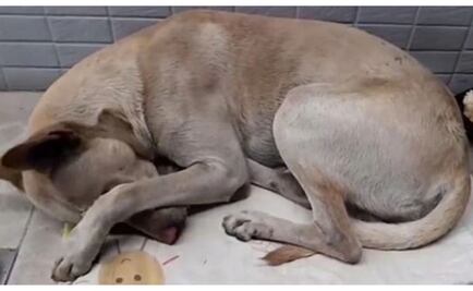 Abandonan a perro en EU porque dueño se quedó sin casa
