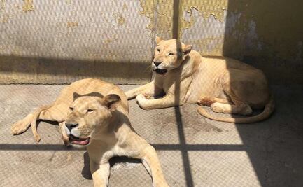 Felinos rescatados de santuario en Tlalpan presentan problemas hepáticos y estrabismo