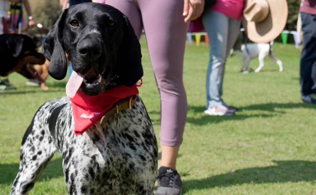 This is a great opportunity to adopt - Photo: Courtesy of Parque Ecológico Xochitla