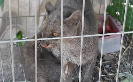 Profepa reubica a un jaguarundi, tecolotito y a 23 iguanas en Colima