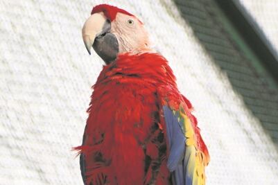 El aviario de la CDMX que puedes visitar por 8 pesos