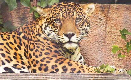 En ocho años, crece 20% la población de jaguares en México 