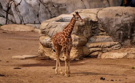 Presentan a “Sicarú”, la nueva jirafa del Zoológico de Chapultepec