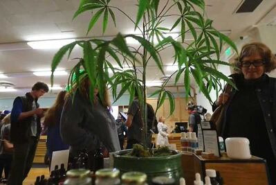 Miles compran por primera vez marihuana legal en California