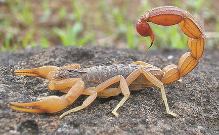 Mutante de toxina de veneno de escorpión detiene metástasis