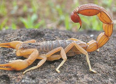 Mutante de toxina de veneno de escorpión detiene metástasis