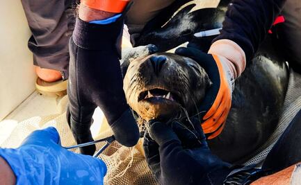 Desenmallan a 8 lobos marinos en el Alto Golfo de Baja California; van 59 en 4 años de operativo