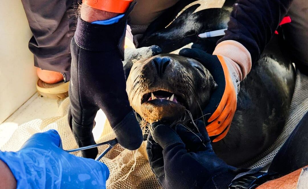 Desenmallan a 8 lobos marinos en el Alto Golfo de Baja California; van 59 en 4 años de operativo. Foto: Profepa