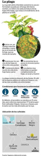 Roya acaba con café en Oaxaca