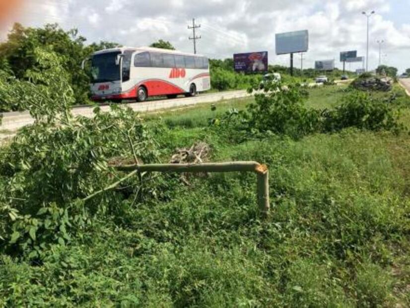 Denuncian tala de 500 árboles en tramo carretero de Q.Roo