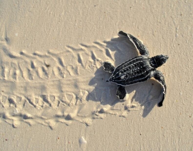En el Día de la Madre Tierra, celebremos la inmensidad de lo femenino