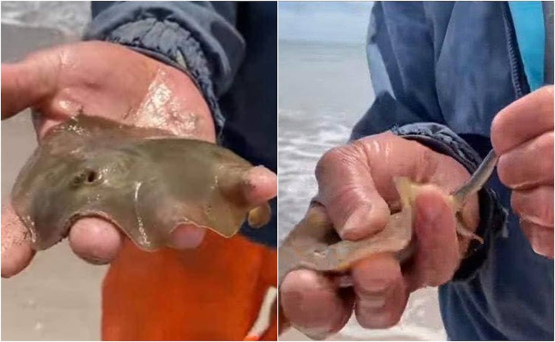 Mutilan mantarrayas en Huatabampo, Sonora. Foto: Especial