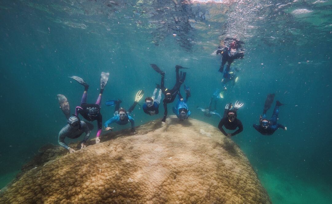 Foto: EFE/ReefEcology/Richard Woodgett