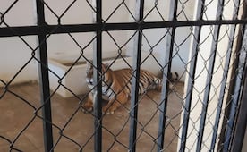 Rescatan a dos tigres de bengala en un domicilio de Sinaloa; lugar no cuenta con permiso de posesión emitido por Semarnat