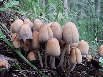 California: 14 envenenados por comer “hongos de la muerte”