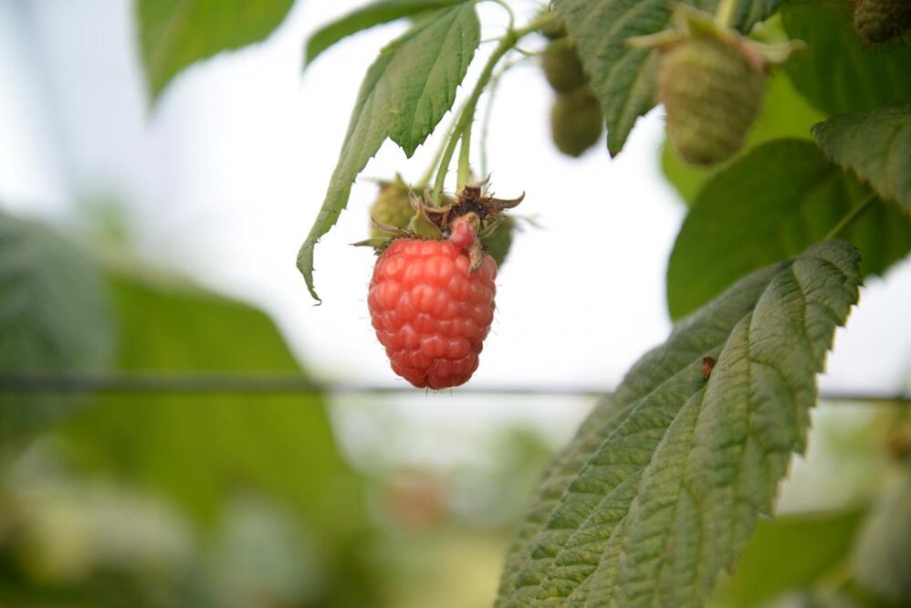 Foto: Twitter @vmva1950 / Proyectos agrícolas podrían ser replicados en el estado de Oaxaca agregando le valor a ese sector
