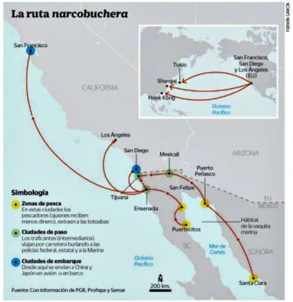 Trafican con totoabas, un pez más caro que la cocaína