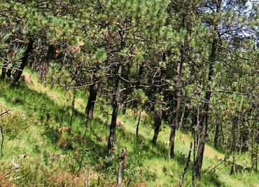 Six Flags desiste de tala; reubicará nuevo juego