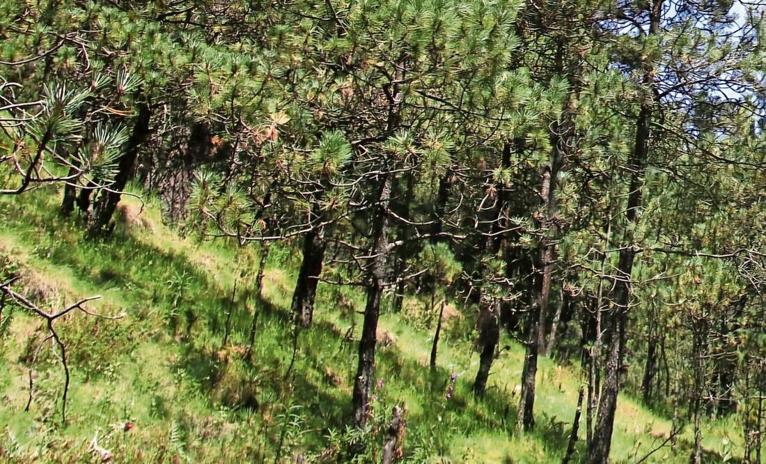 Vecinos y autoridades se opusieron a la tala de árboles en Tlalpan por una montaña rusa de Six Flags. Foto Especial
