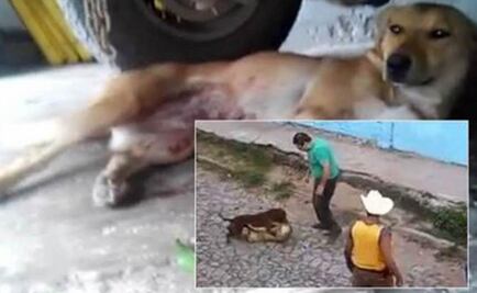 Pedirán la mayor sanción para agresores de perra callejera