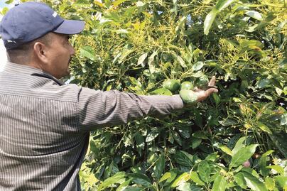 Aguacateros temen muro comercial