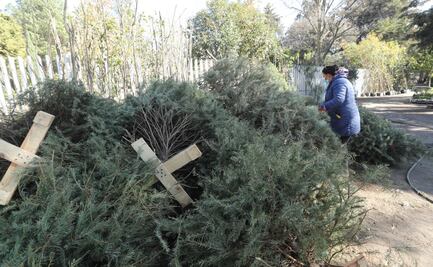 De adorno a composta: estos son los centros de acopio para árboles de Navidad en Edomex