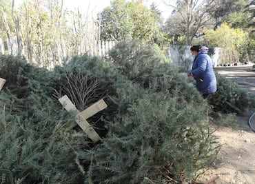 De adorno a composta: estos son los centros de acopio para árboles de Navidad en Edomex