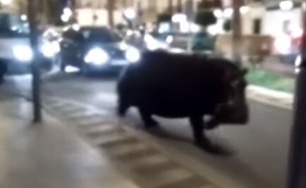 Escapa hipopótamo de circo; causa caos