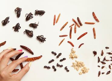 Conoce algunos insectos comestibles mexicanos