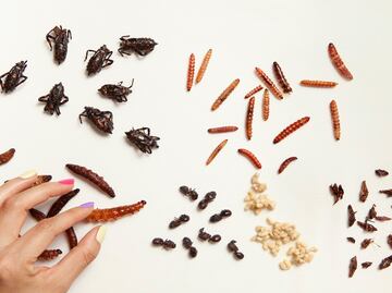 Conoce algunos insectos comestibles mexicanos